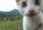 Breathtaking 150 Seconds Of Pure Kitten Cuteness