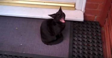 Cat Appears On Doorstep And Insists To Be Adopted