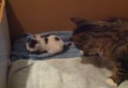 Cat Mommy Gave Birth To Only One Kitten, And The Baby Is Meowing All The Time For Attention
