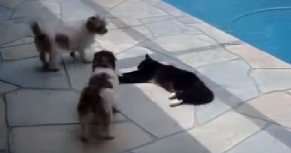Cat Relaxing Near The Pool Is Annoyed By Dogs. They Learned A Valuable Lesson Today.