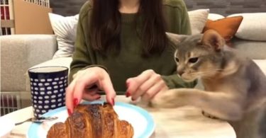 Cat Simply Can`t Resist The Smell Of Tasty Food