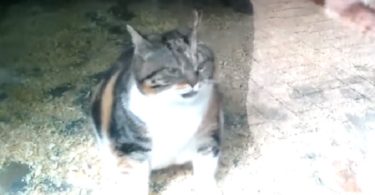 Cat Sneaks Into a Zoo Just To See Her Best Friend
