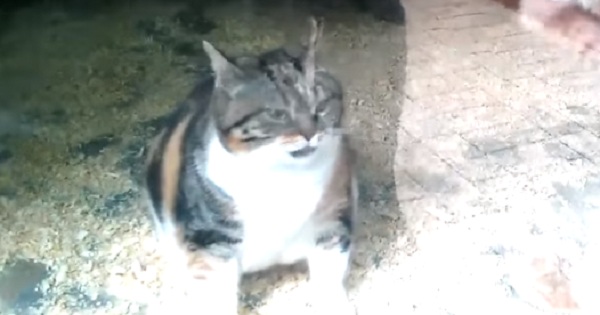 Cat Sneaks Into a Zoo Just To See Her Best Friend