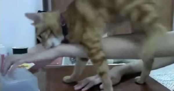 Cat Trying Very Hard To Open The Treat Box, But Then Asks Her Human For Help