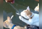 Cats Are Perfect Company When You Go Fishing