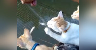 Cats Are Perfect Company When You Go Fishing