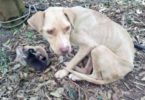 Rescued Chained Dog Gave Birth In The Middle Of Nowhere