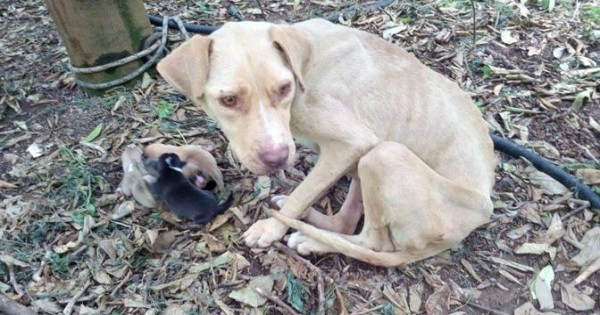 Rescued Chained Dog Gave Birth In The Middle Of Nowhere