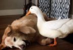 Dog And Duck Are Best Friends. They Have Very Strong Bond!