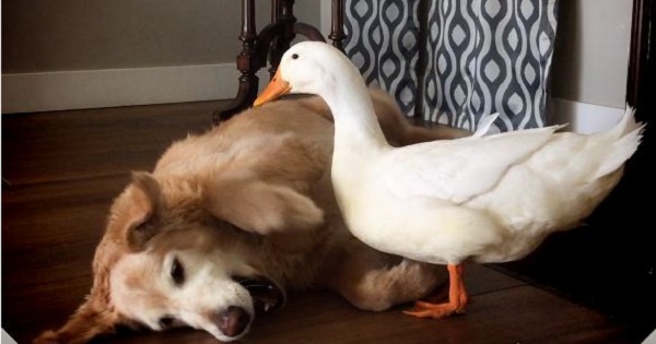Dog And Duck Are Best Friends. They Have Very Strong Bond!