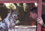 Dog Starts Dancing When He Realized He Is Adopted After 4 Years In Shelter