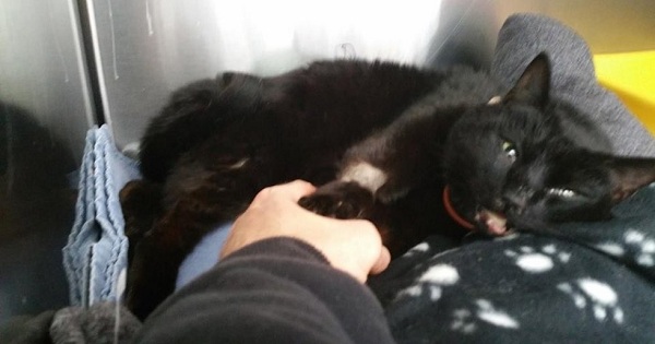 Driver Stops His Truck During a Heavy Storm To Save A Black Cat Lying On The Road Nearly Dead