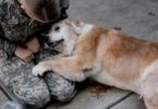 Elderly Dog Can`t Stop Crying When Soldier Is Finally Back Home
