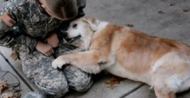 Elderly Dog Can`t Stop Crying When Soldier Is Finally Back Home