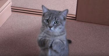 He Taught His Kitty On This Unusual Trick, And They Gone Viral!