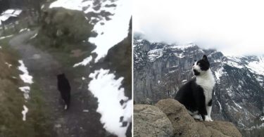 Hero Cat Guided a Lost Man Down A Mountain To Safety!