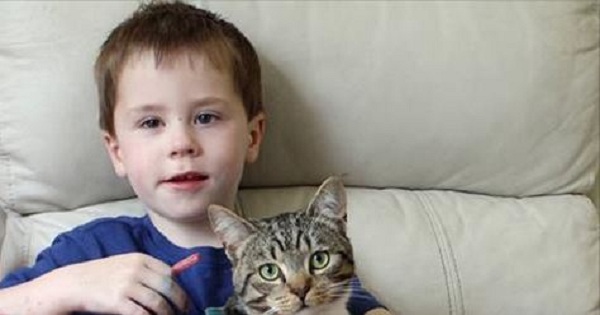 Hero Kitty Protects Young Kid From Bullies