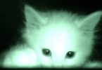 Hidden Camera Captured What Little Kittens Do At Night While We Are Sleeping