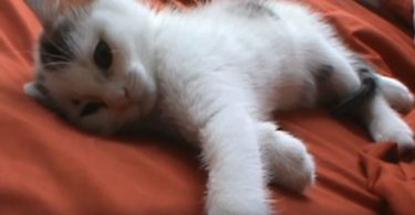 Kitten Asking For Kisses and Belly Rubs Immediately After Waking Up