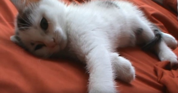 Kitten Asking For Kisses and Belly Rubs Immediately After Waking Up