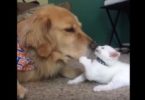 Kitten Desperately Wants To Play With Her Big Dog Brother, But The Dog Wants To Take A Nap!