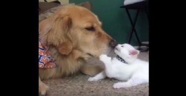 Kitten Desperately Wants To Play With Her Big Dog Brother, But The Dog Wants To Take A Nap!