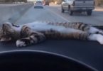 Kitten Loves Resting on a Car Dashboard