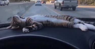 Kitten Loves Resting on a Car Dashboard
