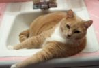 Kitty Refuses To Leave The Sink And Argues With Mommy!
