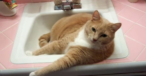 Kitty Refuses To Leave The Sink And Argues With Mommy!