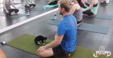 Little Rescue Kittens Enjoy Their Yoga Time!