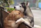Lonely Dog Escapes From His Yard Just To Hug His Best Friend Through Fence
