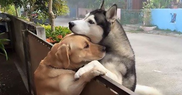 Lonely Dog Escapes From His Yard Just To Hug His Best Friend Through Fence