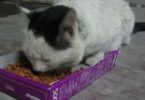 Man Gave Food To a Hungry Stray Cat And She Couldn`t Be More Happier!