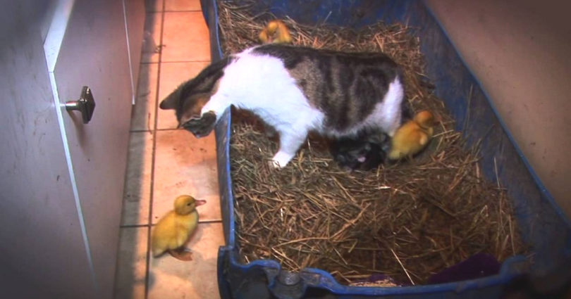 Mom Cat Adopts Abandoned Ducklings And Cares For Them As Her Own