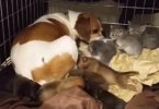 Mom Dog Insists To Care For Orphaned Kittens