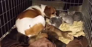 Mom Dog Insists To Care For Orphaned Kittens