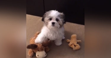 Mommy Asks Her Pup Who Is His Best Friend And The Answer Is Very Honest!