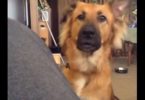 Over Dramatic Dog Throwing Temper Tantrum For Not Getting What He Wants