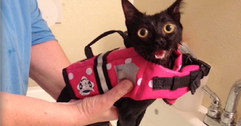 Paralyzed Kitten In Wheelchair Finally Found Her Forever Home