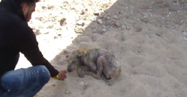 Poor Dog Was Lying On The Ground And Couldn`t Even Stand Up. Amazing Transformation!