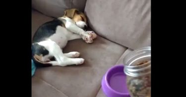 Puppy Was Sleeping Very Hard, But Immediately Jumps When He Heard The Noise Of Opening The Jar With Food