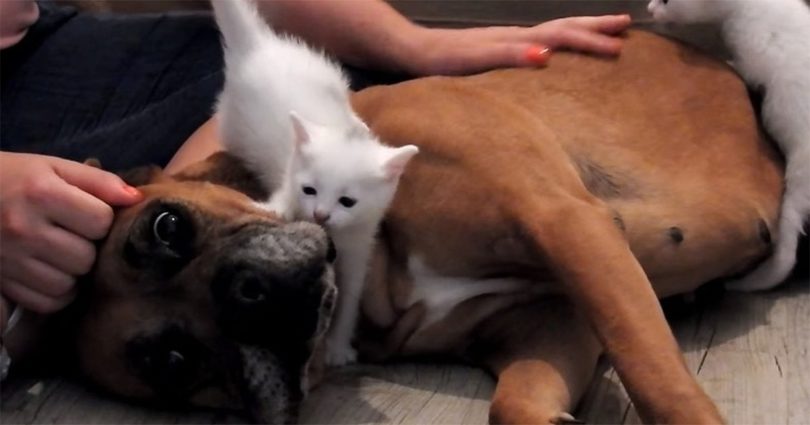 Rescue Dog Saves Mom Cat And Her Little Kittens And Insists To Adopt Them