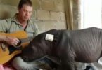 Rescued Baby Rhino Falls Asleep Only When Her Rescuer Plays a Lullaby