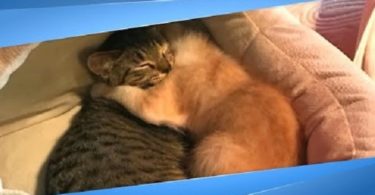 Reunited Foster Kittens Hug And Comfort Each Other After They Were Adopted In Separate Homes