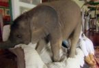 She Rescued Baby Elephant And Now He Follows Her All Around The Home