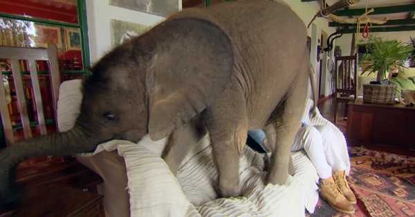 She Rescued Baby Elephant And Now He Follows Her All Around The Home