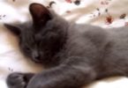 Sleepy Gray Kitty Refuses To Wake Up And Asking For 2 More Minutes