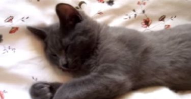 Sleepy Gray Kitty Refuses To Wake Up And Asking For 2 More Minutes