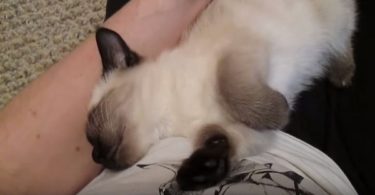 Sleepy Kitty Is Very Happy To See His Mommy After Waking Up